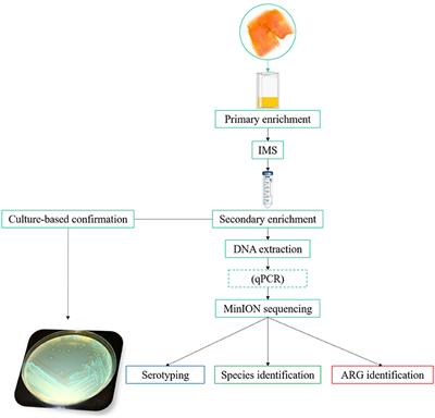 Application of MinION sequencing as a tool for the rapid detection and characterization of Listeria monocytogenes in smoked salmon